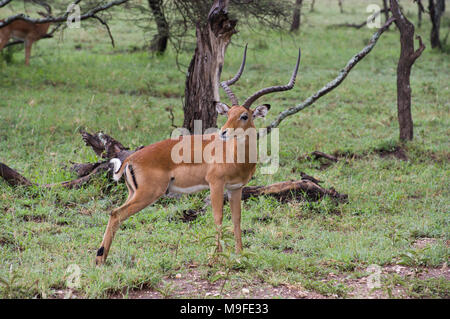 Thompson's Gazelle Gazelle oder Gra nicht auf die Savanne im Serengeit, Tansania, mit lange gebogene Hörner und Bäume im Hintergrund Stockfoto