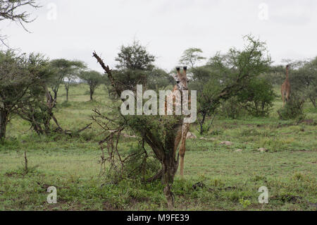 Masai giraffe Giraffa Camelopardalis tippelskirchi in der Serengeti nördlichen Tansania Afrika bei einem Busch weiß bewölkter Himmel suchen Stockfoto