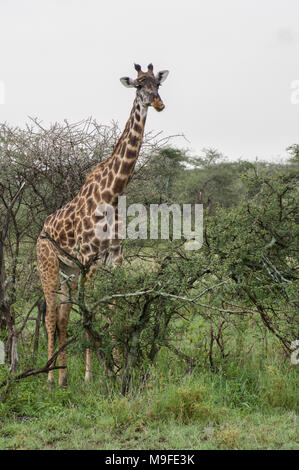 Masai giraffe Giraffa Camelopardalis tippelskirchi in der Serengeti nördlichen Tansania Afrika bei einem Busch weiß bewölkter Himmel suchen Stockfoto