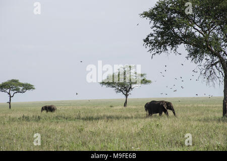 Wilde afrikanische Elefanten unter Akazien in der serengeit National Park im Norden von Tansania an einem sonnigen Tag mit blauen Himmel über der Savanne Stockfoto