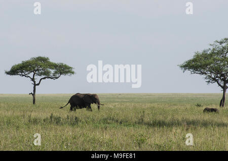 Wilde afrikanische Elefanten unter Akazien in der serengeit National Park im Norden von Tansania an einem sonnigen Tag mit blauen Himmel über der Savanne Stockfoto
