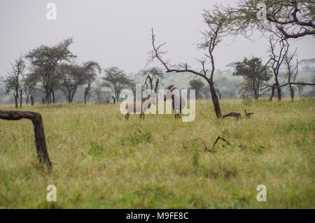 Eine kleine Herde von Topi - damaliscus lunatus jimela - Beweidung in langen Gras gegen eine neblige Landschaft mit Akazien eine Alpha Male Stockfoto