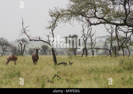 Eine kleine Herde von Topi - damaliscus lunatus jimela - Beweidung in langen Gras gegen eine neblige Landschaft mit Akazien eine Alpha Male Stockfoto