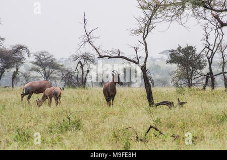 Eine kleine Herde von Topi - damaliscus lunatus jimela - Beweidung in langen Gras gegen eine neblige Landschaft mit Akazien eine Alpha Male Stockfoto