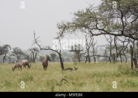 Eine kleine Herde von Topi - damaliscus lunatus jimela - Beweidung in langen Gras gegen eine neblige Landschaft mit Akazien eine Alpha Male Stockfoto