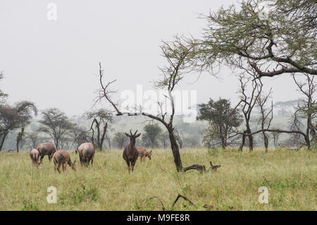 Eine kleine Herde von Topi - damaliscus lunatus jimela - Beweidung in langen Gras gegen eine neblige Landschaft mit Akazien eine Alpha Male Stockfoto