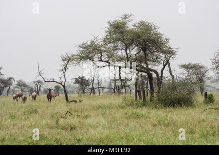 Eine kleine Herde von Topi - damaliscus lunatus jimela - Beweidung in langen Gras gegen eine neblige Landschaft mit Akazien eine Alpha Male Stockfoto