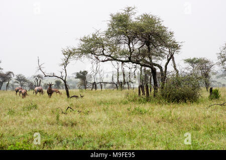 Eine kleine Herde von Topi - damaliscus lunatus jimela - Beweidung in langen Gras gegen eine neblige Landschaft mit Akazien eine Alpha Male Stockfoto