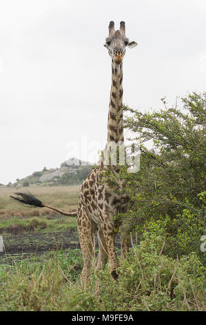 Masai giraffe Giraffa Camelopardalis tippelskirchi in der Serengeti nördlichen Tansania Afrika bei einem Busch weiß bewölkter Himmel suchen Stockfoto