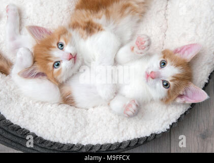 Nette blauäugige Kätzchen kuscheln in einem weißen Bett Stockfoto