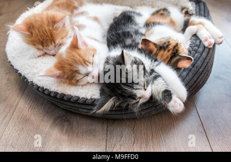 Auf der Suche nach vier flauschige Kätzchen in einem weißen Bett schlafen Stockfoto