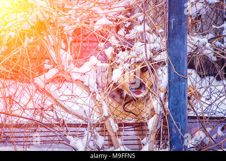 Ein Hund sieht aus hinter einem Zaun im Winter unter den Bäumen Stockfoto