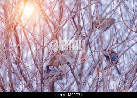 Spatzen sitzen auf einem Zweig im Winter in die helle Sonne sind beheizt. Stockfoto