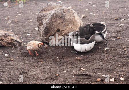 Chukar partridge Alectoris chukar, inspiziert, Helme und Handschuhe im Haleakala Krater, Maui. Stockfoto