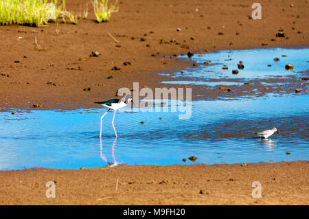 Ein hawaiiianischer Stelzenläufer und wandernde Wasservögel auf Kealia Pond, Kihei, Maui, Hawaii. Es ist eines der letzten noch verbliebenen Feuchtgebiete, ein National Wildlife Refuge. Stockfoto