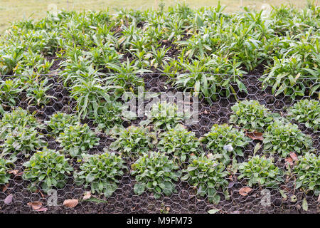 Maschendraht Maschendraht schutz Beetpflanzen von Kaninchen Stockfoto