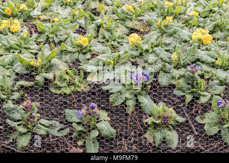 Maschendraht Maschendraht schutz Beetpflanzen von Kaninchen Stockfoto