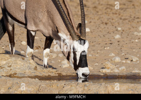 Oryx (Oryx gazella) Trinken an einem Wasserloch, Kgalagadi Transfrontier Park, Northern Cape, Südafrika, Afrika Stockfoto