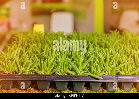 Sämlinge von Blumen und Gemüse wachsen im Schaum Container in Papiertüten auf das Fenster im Boden an einem sonnigen Tag. Modernen Tendenzen der Anbau von sämling Für eine Stadt Garten. Stockfoto