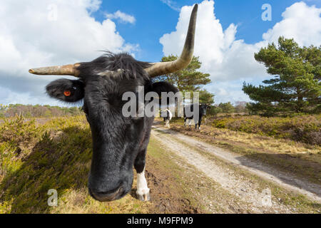 Landschaft portrait Farbfoto der Kopf einer seltene shetland Kuh an einem sonnigen Tag Stockfoto