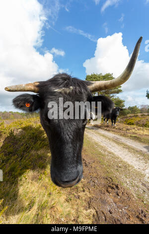Schließen Sie nur - bis Farbe portrait Foto von Shetland Kuh, Leiter Stockfoto