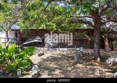 Museo Municipal. Skelett eines Blauwals. Barrio Historico. Colonia del Sacramento. Uruguay Stockfoto