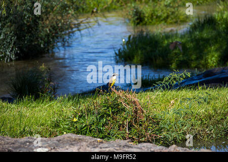 Große Kiskadee (Pitangus sulfuratus), Colonia del Sacramento, Uruguay Stockfoto