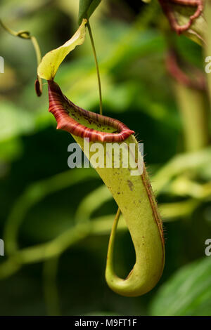 Kannenpflanze (Nepenthes), eine fleischfressende tropische Pflanzenarten heimisch in Asien. Stockfoto