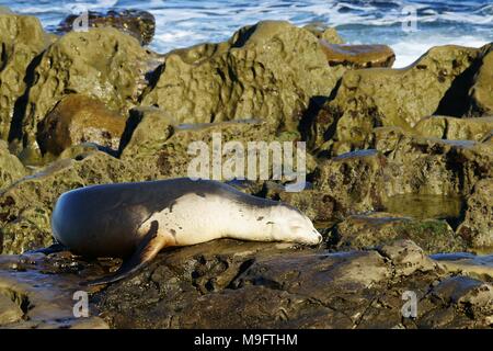 Weiße und Braune sea lion ruht auf dem nassen Meeres. Stockfoto