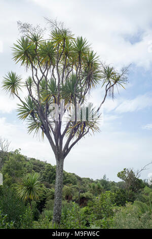 Ein Cabbage Tree in Reserve urban Auckland mit den meisten seiner Beeren von Vögeln gefressen. Stockfoto