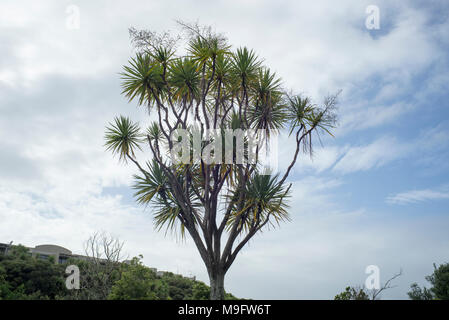 Ein Cabbage Tree in Reserve urban Auckland mit den meisten seiner Beeren von Vögeln gefressen. Stockfoto