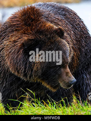 41,571.00282 Nahaufnahme eines erwachsenen Grizzly Bär im Regen auf einem Grasbewachsenen stream Bank Stockfoto