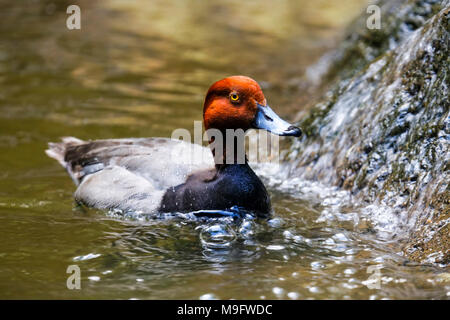 41,770.06409 Nahaufnahme eines erwachsenen Redhead ente Drake (Aythya americana, Entenvögel) schwimmen im Wasser, mit seiner rostigen roten Kopf glühende Stockfoto