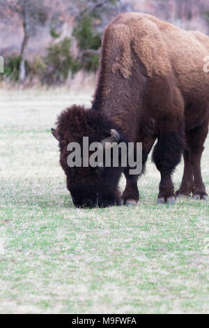 Große Bison Beweidung auf frisches Gras im Frühling in Witchita Berge Park. Stockfoto