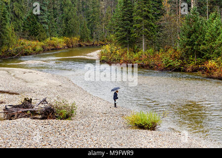 42,650.07279 Frau Person eines Bruchstückes eines Seekuh-Wirbels für Achate im Regen mit einem Schirm an einem großen Fluss kies Bar, in der Nähe von Blue River, BC, Kanada Stockfoto