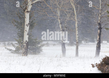 42,744.07761 Aspen Bäume weht in einem Wald Wiese während einer whiteout Schneesturm Schneesturm Stockfoto