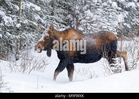 42,744.07795 alert Nordamerikanischen Kuh Elch (Alces alces) - Nicht Elch - Wandern in Nadelwald Schnee Sturm Stockfoto