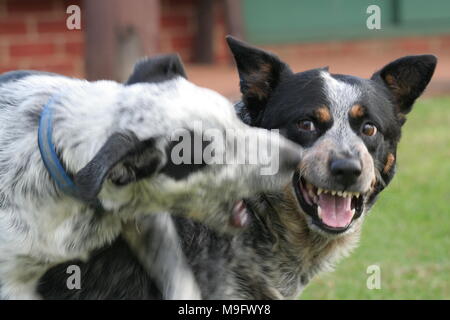 Aggressives Verhalten zwischen zwei Rinderhunden. Stockfoto