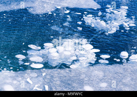 42,747.08335 frozen Blue Ice Lake mit Luftblasen in die 3 m dicke Eis gefroren, Abraham Lake, Nordegg, Alberta, Kanada Stockfoto