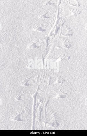 42,748.08670 Spuren im Schnee von einem kleinen Vogel "Walking", Plumpsen ziehen durch den Schnee mit seinen Flügeln. Stockfoto