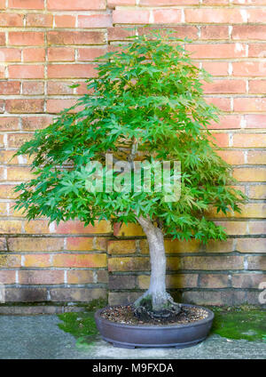 Bonsai ahorn Baum vor einer Orange brick wall. Stockfoto