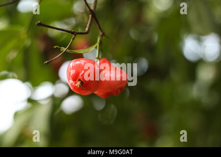 Eine Rose Apple Stockfoto