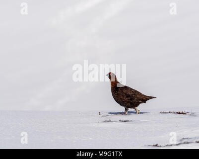 Ein männlicher Moorschneehuhn auf der Feder Schneefelder oben Glenshee in den schottischen Highlands auf der Suche nach Essen Stockfoto
