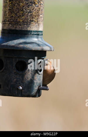 Männchen Buchfink (Fringilla coelebs) am Schrägförderer. Stockfoto