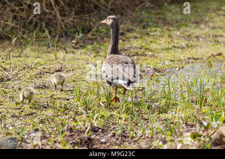 Graugans (Anser anser) mit gänschen. Slimbridge Gloucestershire UK März 2018 Stockfoto