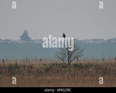 Harty, Kent, Großbritannien. 25. März, 2018. UK Wetter: einen gedämpften bedeckt und nebelig, Sonnenuntergang für den ersten Tag der Britische Sommerzeit. Ein Raubvogel sitzt in einem Baum Vermessung ihre Domäne. Credit: James Bell/Alamy leben Nachrichten Stockfoto