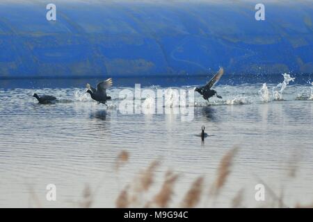 Qingdao, Qingdao, China. 25 Mär, 2018. Qingdao, China - 25. März 2018: Bucephala clangula, gemeinsame Brandgänsen und Blässhühner auf das Feuchtgebiet im frühen Frühjahr versammeln sich in Qingdao, in der ostchinesischen Provinz Shandong. Credit: SIPA Asien/ZUMA Draht/Alamy leben Nachrichten Stockfoto