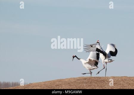 Qiqihar, Qiqihar, China. 26 Mär, 2018. Qiqihar, CHINA-24. März 2018: rot-gekrönten Krane in Qiqihar, im Nordosten der chinesischen Provinz Heilongjiang. Credit: SIPA Asien/ZUMA Draht/Alamy leben Nachrichten Stockfoto