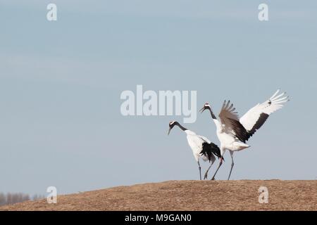 Qiqihar, Qiqihar, China. 26 Mär, 2018. Qiqihar, CHINA-24. März 2018: rot-gekrönten Krane in Qiqihar, im Nordosten der chinesischen Provinz Heilongjiang. Credit: SIPA Asien/ZUMA Draht/Alamy leben Nachrichten Stockfoto