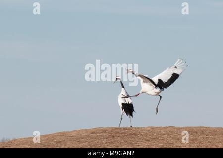 Qiqihar, Qiqihar, China. 26 Mär, 2018. Qiqihar, CHINA-24. März 2018: rot-gekrönten Krane in Qiqihar, im Nordosten der chinesischen Provinz Heilongjiang. Credit: SIPA Asien/ZUMA Draht/Alamy leben Nachrichten Stockfoto